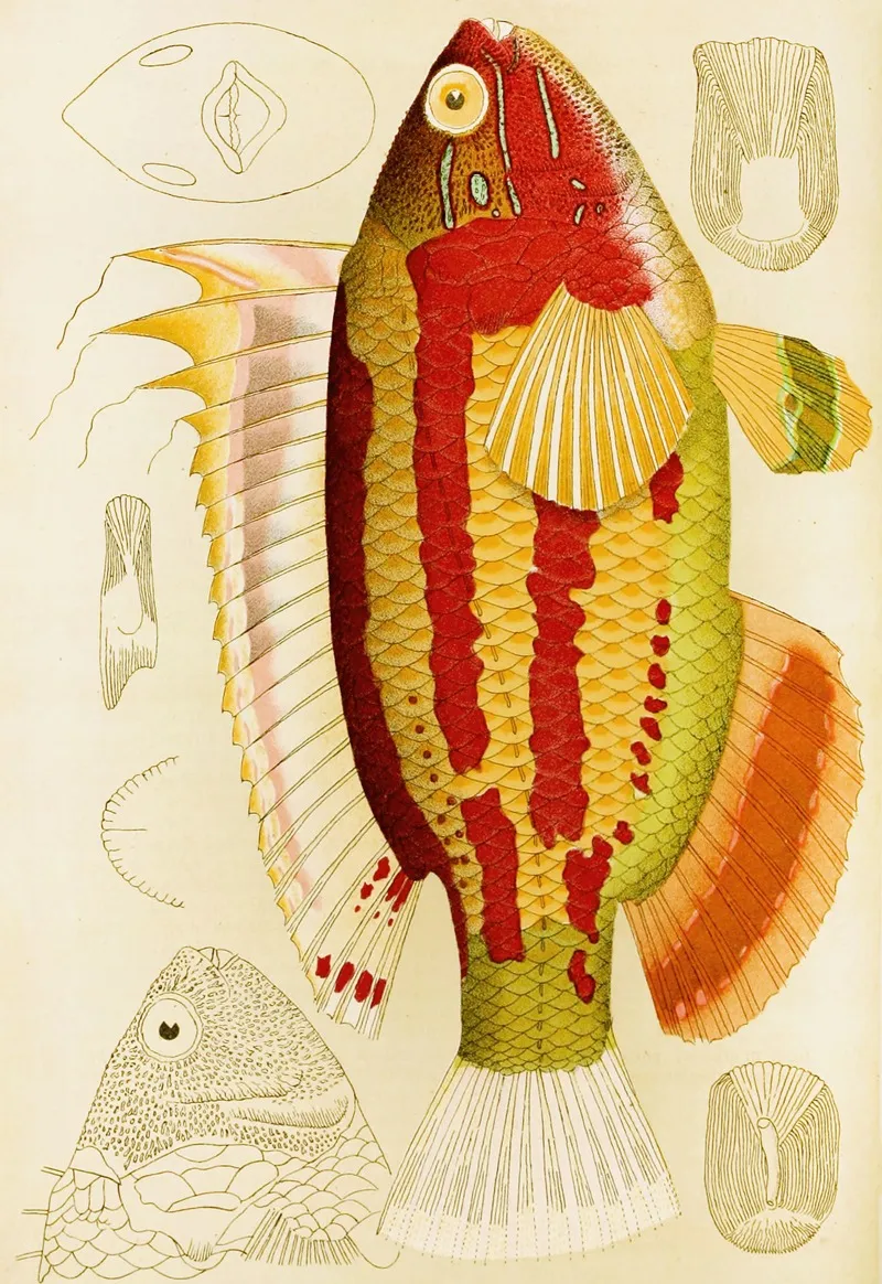 Fishes Iii Wall Art by Frederick McCoy - High-Resolution Digital Print
