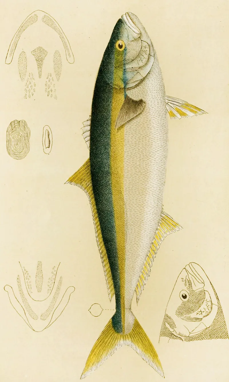 Fishes Iv Wall Art by Frederick McCoy - High-Resolution Digital Print