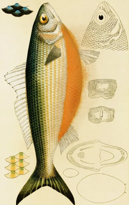 Fishes Ix Wall Art by Frederick McCoy - High-Resolution Digital Print