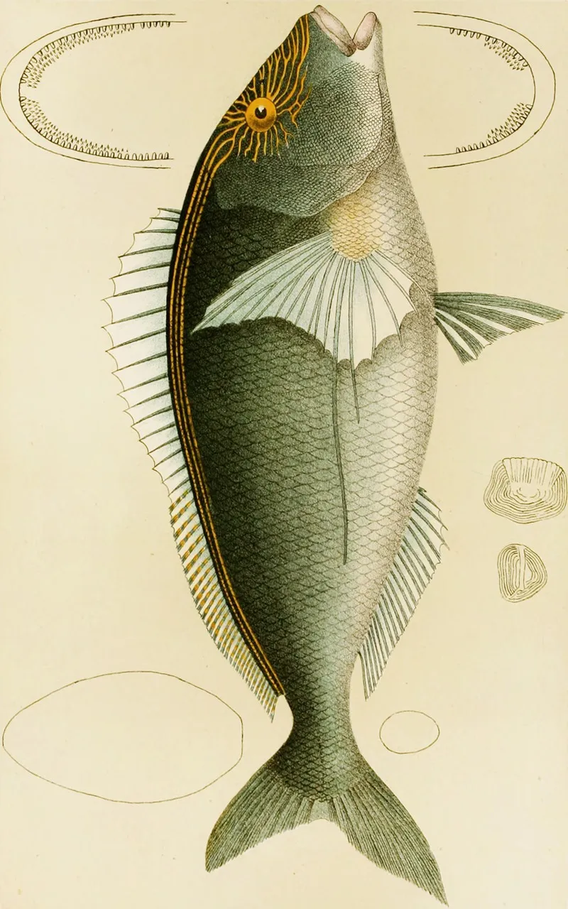 Fishes V Wall Art by Frederick McCoy - High-Resolution Digital Print