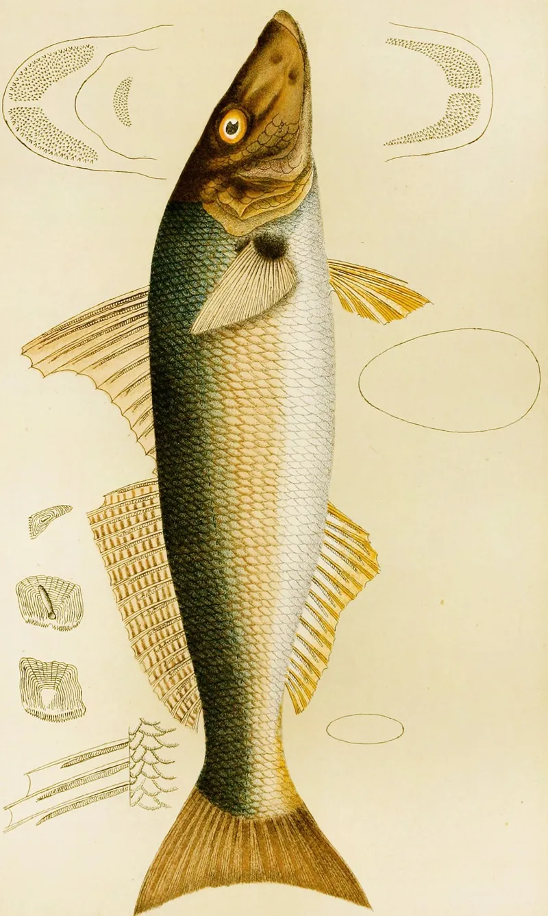 Fishes Vii Wall Art by Frederick McCoy - High-Resolution Digital Print