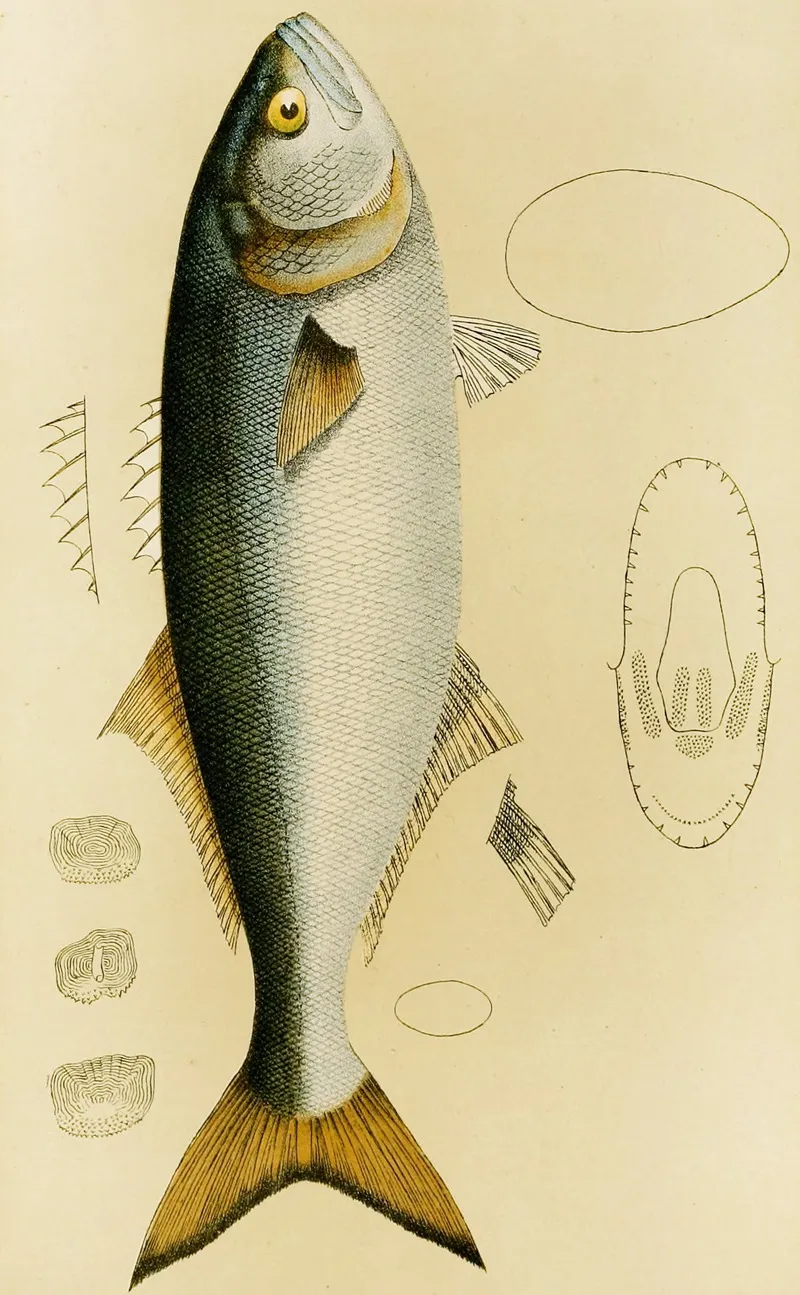 Fishes Viii Wall Art by Frederick McCoy - High-Resolution Digital Print