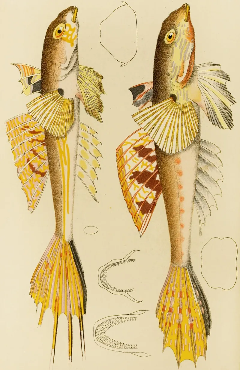 Fishes X Wall Art by Frederick McCoy - High-Resolution Digital Print