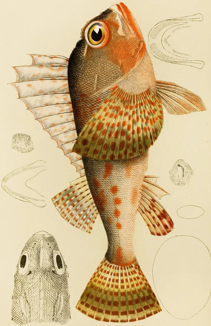 Fishes Xi Wall Art by Frederick McCoy - High-Resolution Digital Print