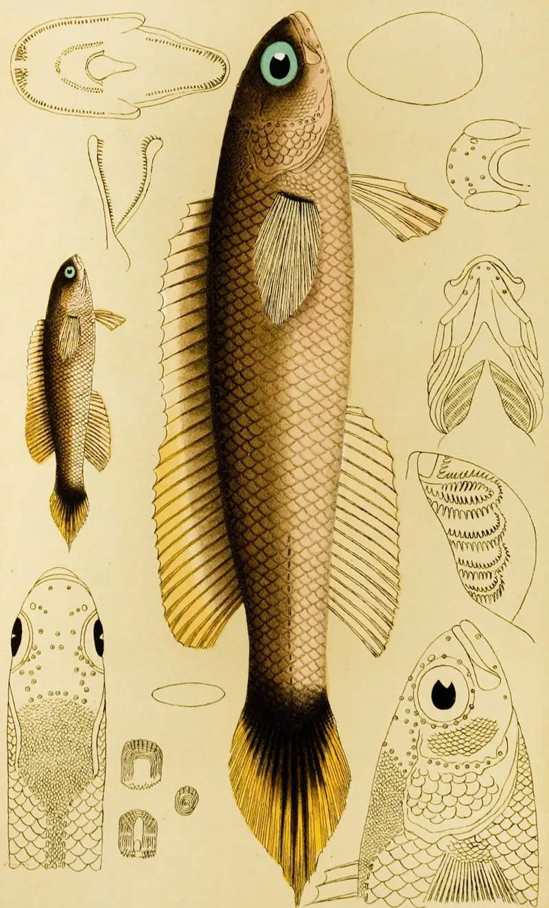 Fishes Xii Wall Art by Frederick McCoy - High-Resolution Digital Print