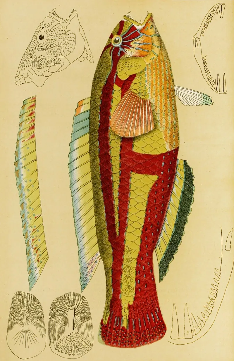 Fishes Xiii Wall Art by Frederick McCoy - High-Resolution Digital Print