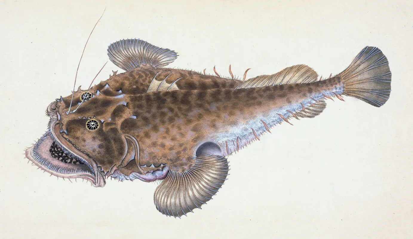 Fishing Frog Or Common Angler Lophius Piscatorius Wall Art by Edward Donovan - High-Resolution Digital Print