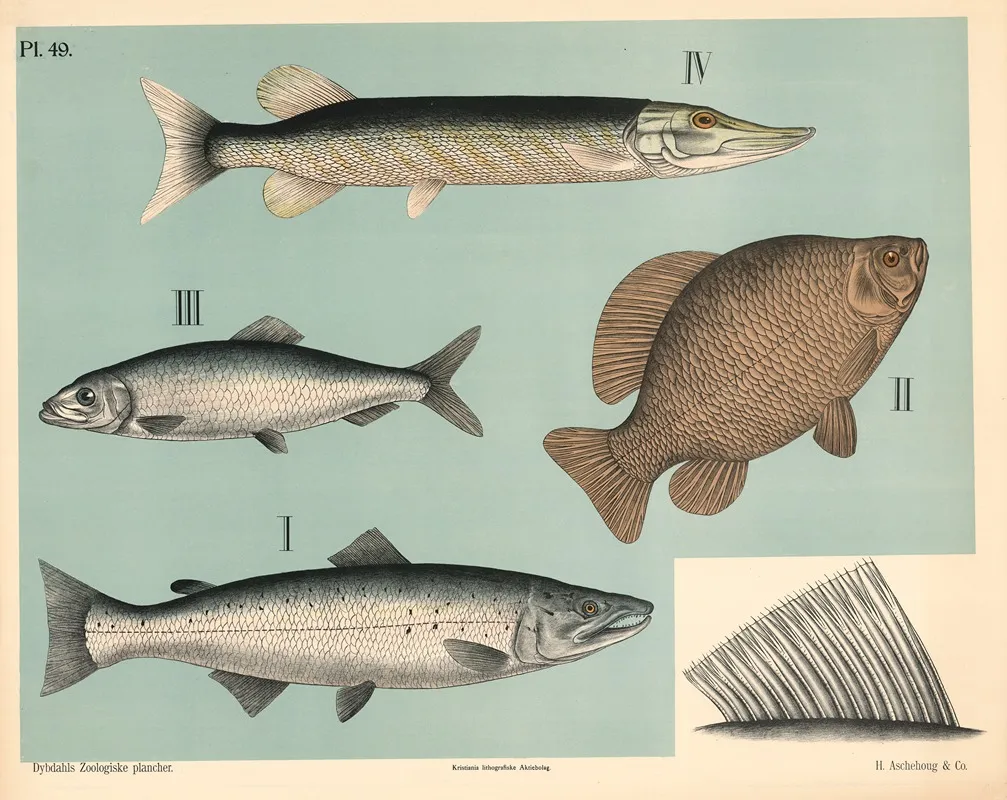 Fisk Blodfinnede Fisk Wall Art by Peter Dybdahl - High-Resolution Digital Print
