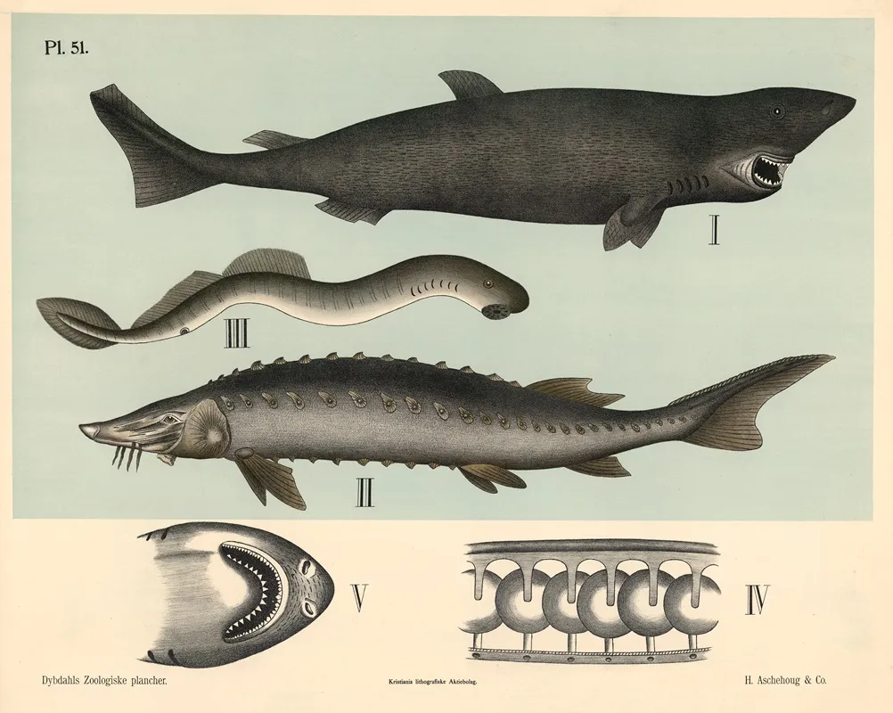 Fisk Bruskfisk Wall Art by Peter Dybdahl - High-Resolution Digital Print