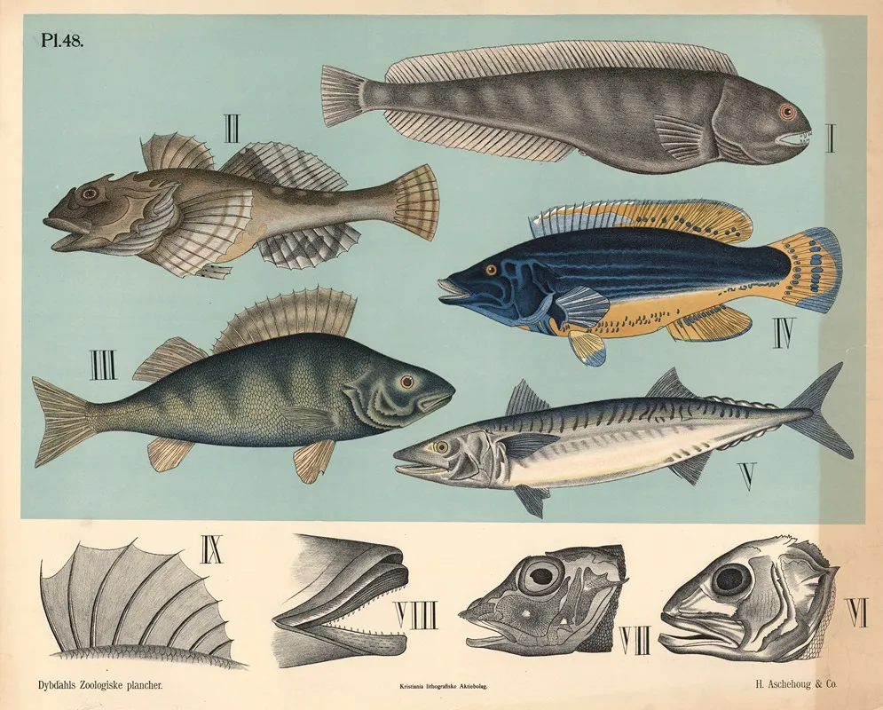 Fisk Pigfinnede Fisk Wall Art by Peter Dybdahl - High-Resolution Digital Print