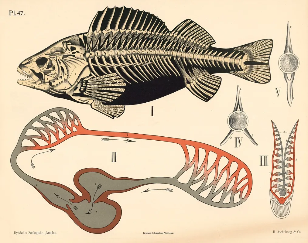 Fisk Skelet Og Ideelt Blodomlob Wall Art by Peter Dybdahl - High-Resolution Digital Print