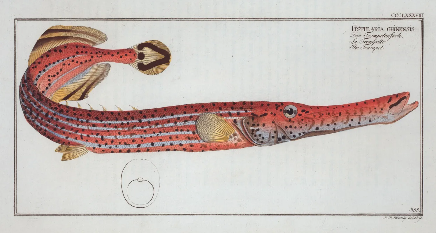 Fistularia Chinensis The Trumpet Wall Art by Marcus Elieser Bloch - High-Resolution Digital Print