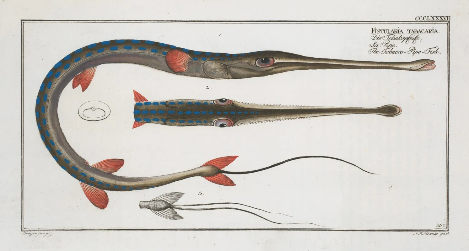 Fistularia Tabacaria The Tobacco Pipe Fish Wall Art by Marcus Elieser Bloch - High-Resolution Digital Print