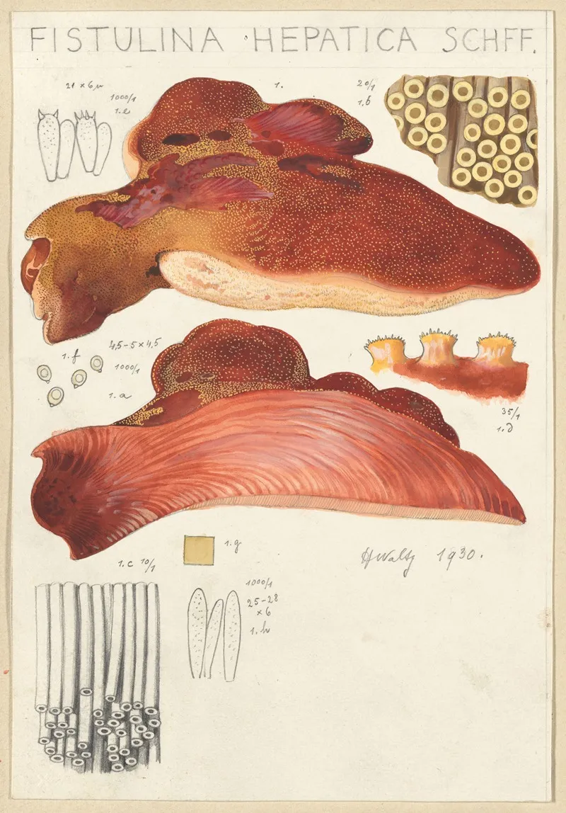 Fistulina Hepatica Wall Art by Hans Walty - High-Resolution Digital Print