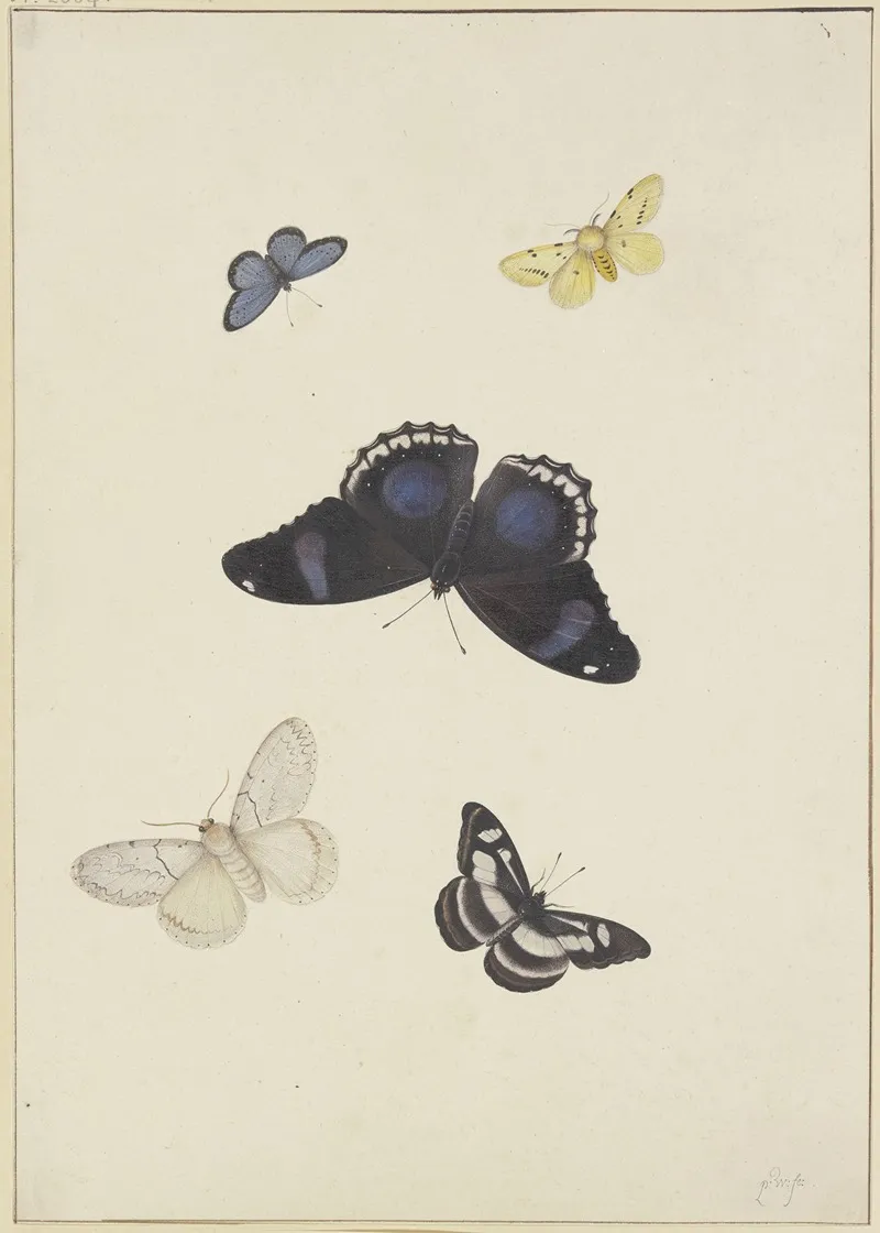 Five Butterflies 2 Wall Art by Pieter Withoos - High-Resolution Digital Print