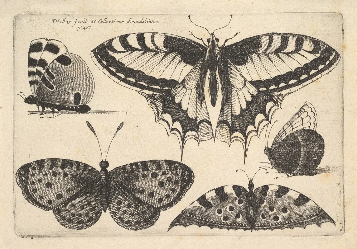 Five Butterflies 3