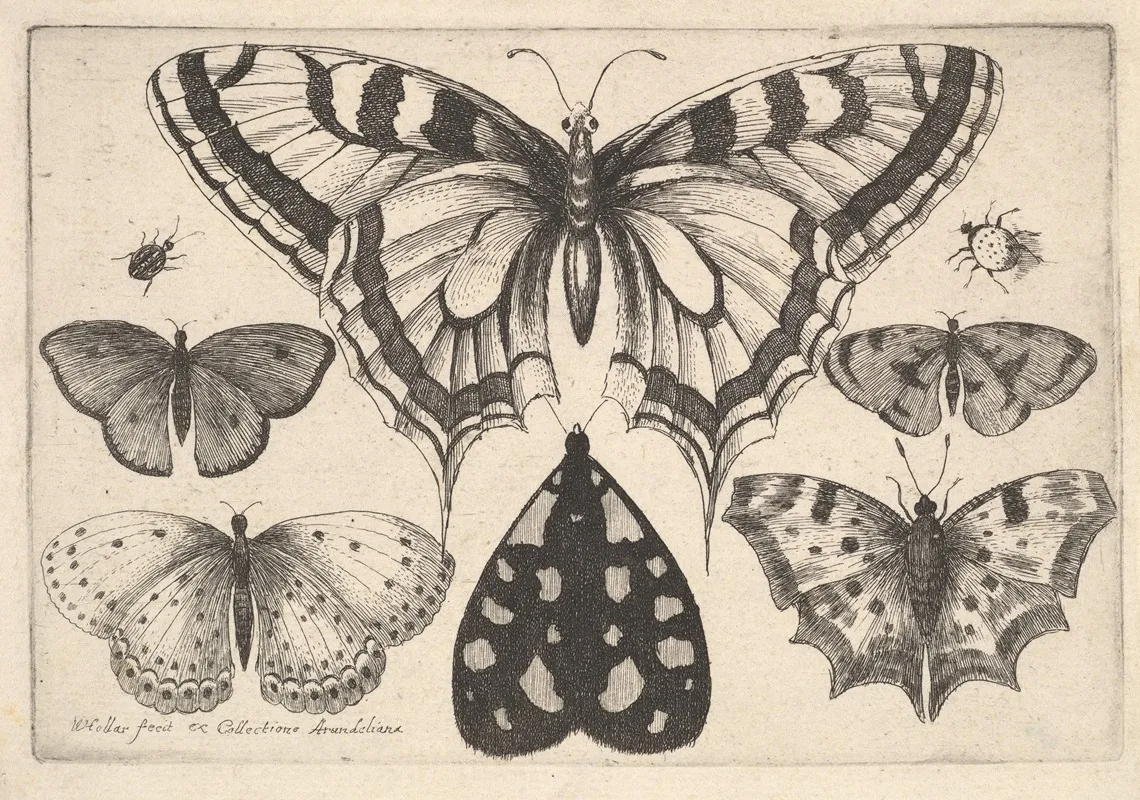 Five Butterflies A Moth And Two Beetles