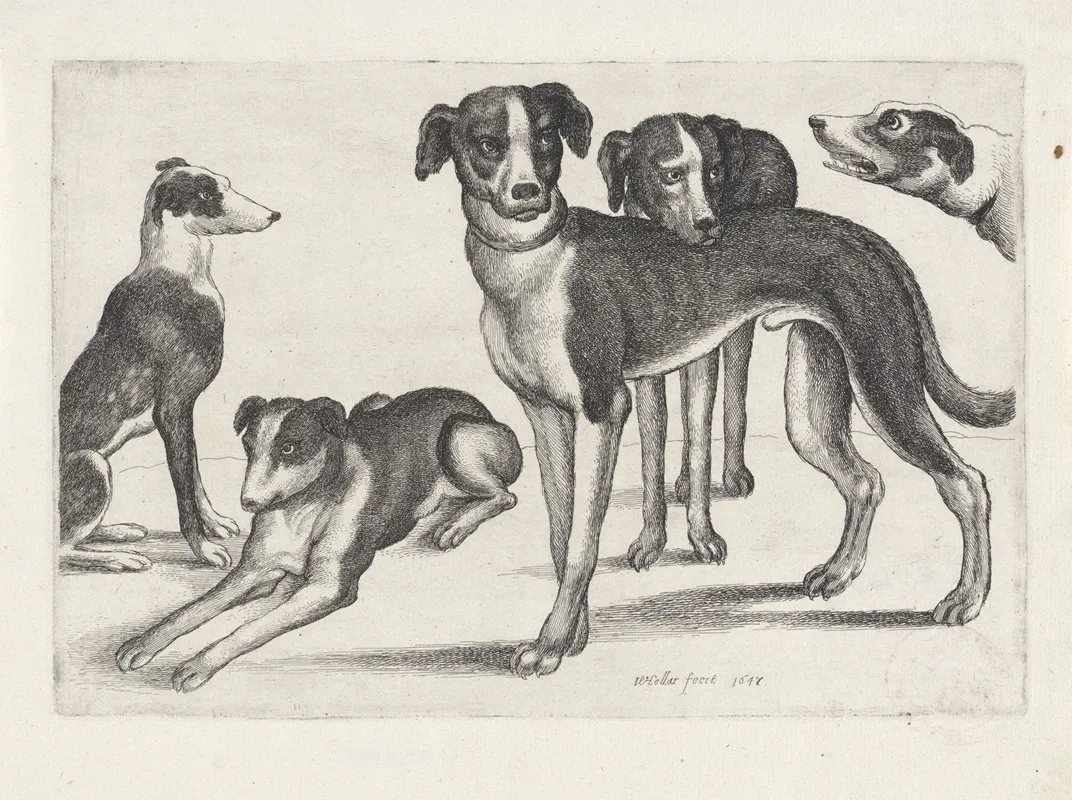 Five Hounds The One At Far Left Sitting The Next One Lying Others Standing