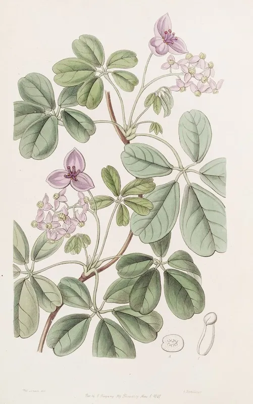 Five Leaved Akebia Wall Art by Sydenham Edwards - High-Resolution Digital Print
