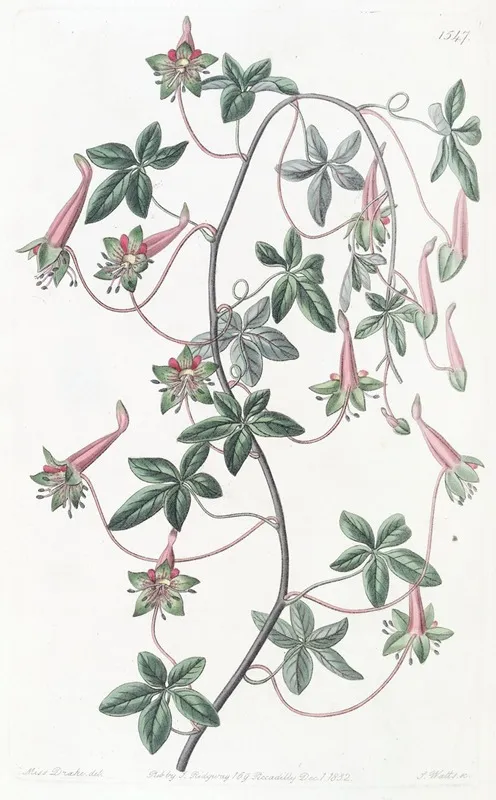 Five Leaved Tropaeolum Wall Art by Sydenham Edwards - High-Resolution Digital Print