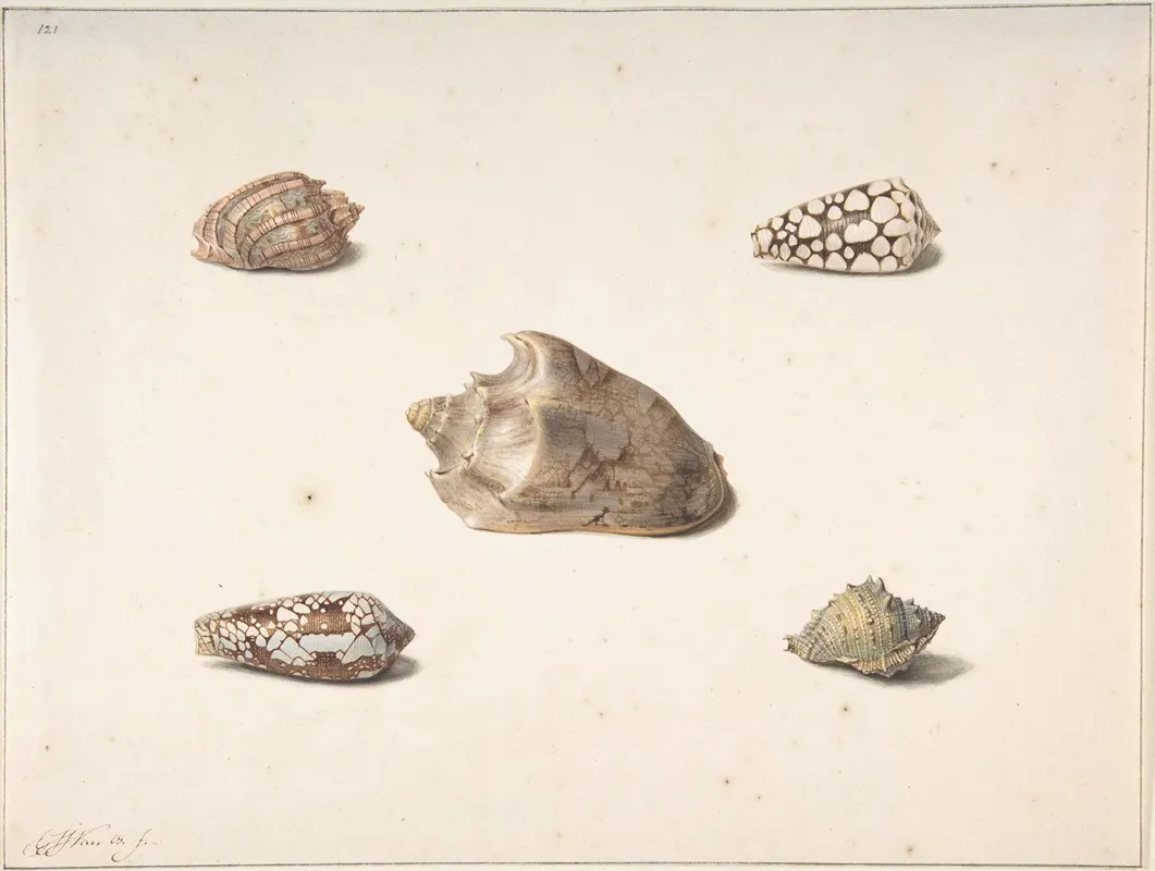 Five Shells Wall Art by Georgius Jacobus Johannes van Os - High-Resolution Digital Print