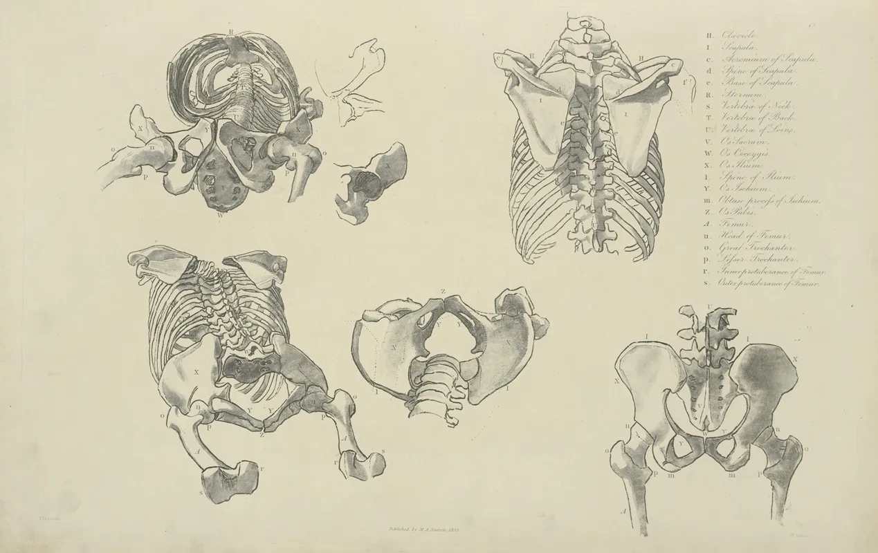 Five Views Of Bones Of Ribcage And Pelvis Wall Art by M.A. Nattali - High-Resolution Digital Print