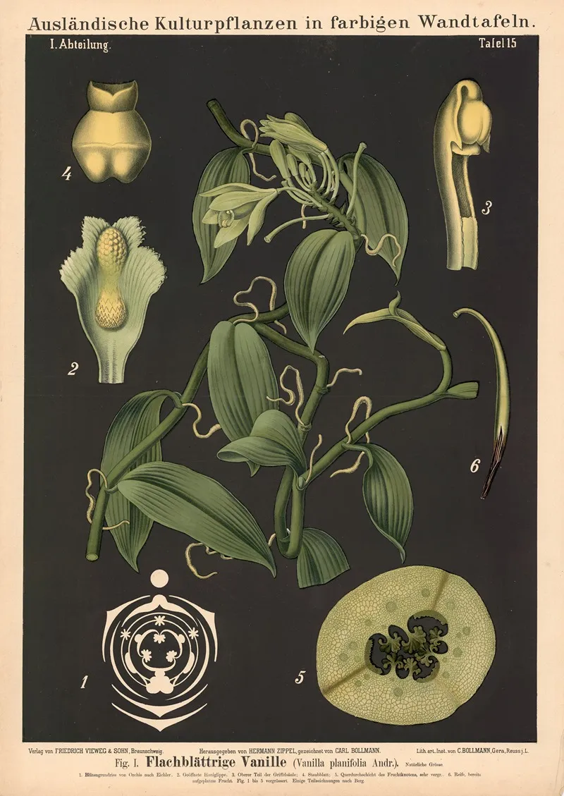 Flachblattrige Vanille Vanilla Planifolia Andr Wall Art by Carl Bollmann - High-Resolution Digital Print