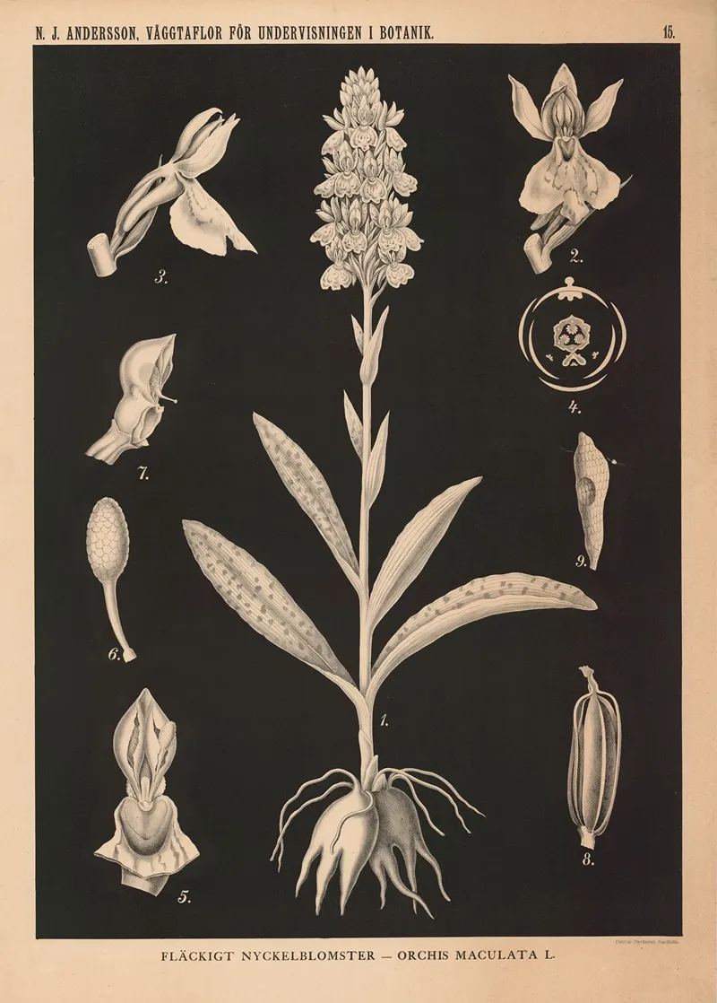 Flackigt Nyckelblomster Orchis Maculata L Wall Art by Nils Johan Andersson - High-Resolution Digital Print
