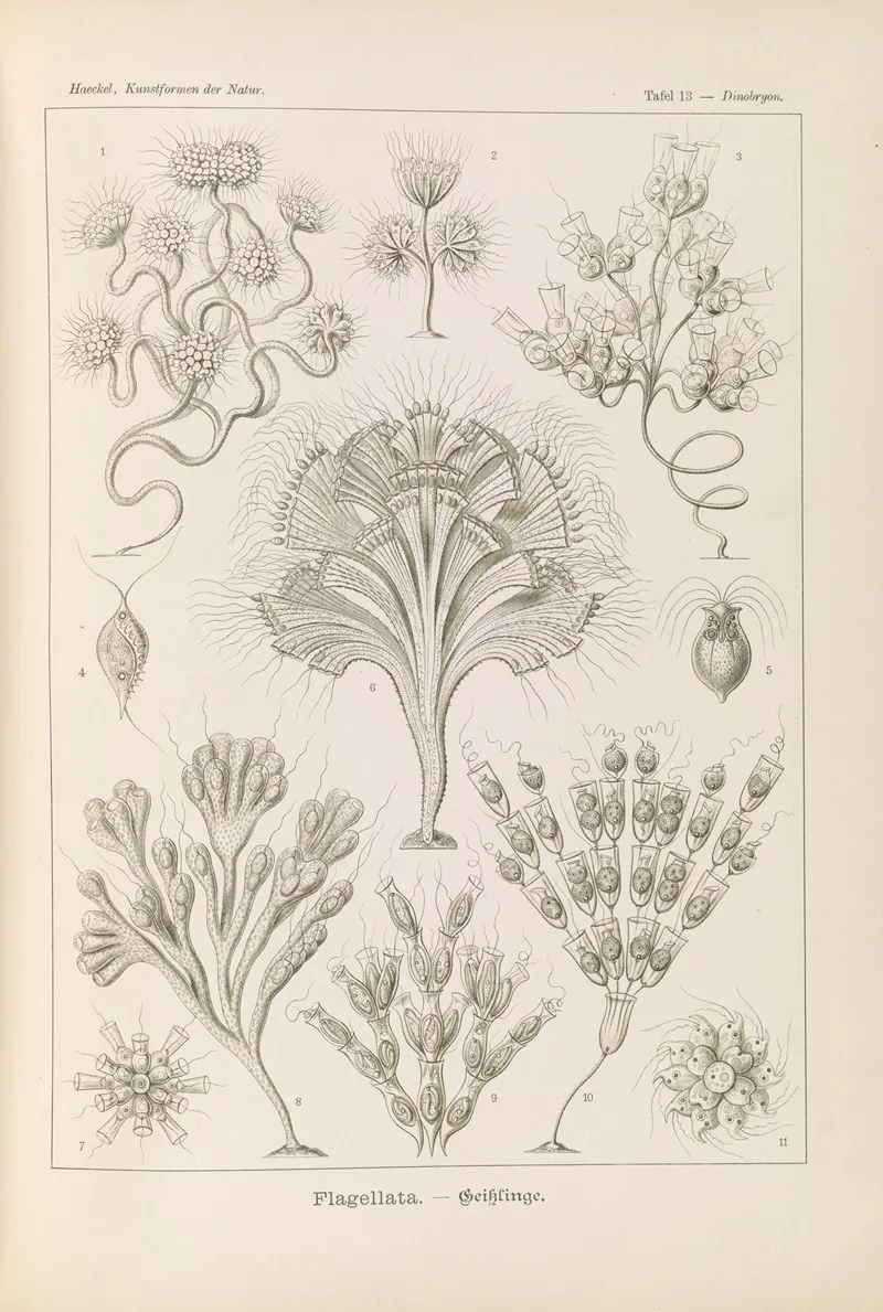 Flagellata Geiklinge Wall Art by Ernst Haeckel - High-Resolution Digital Print