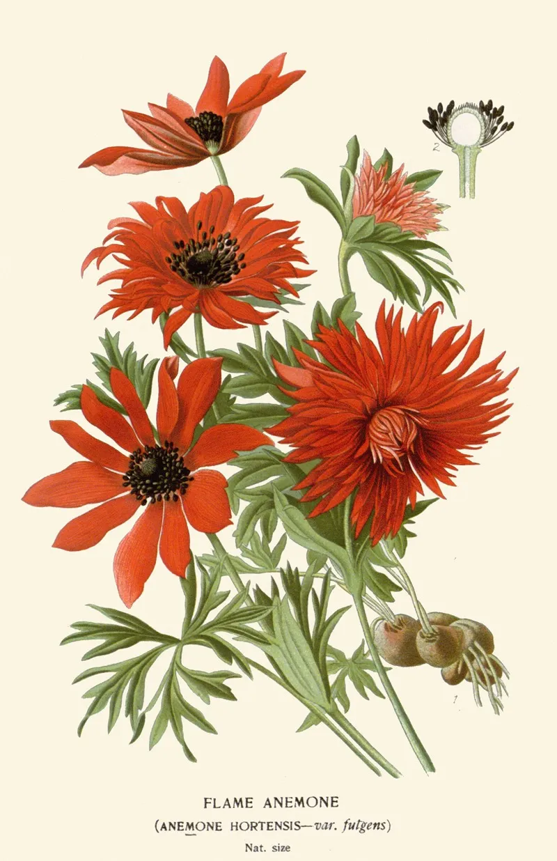 Flame Anemone Wall Art by Edward Step - High-Resolution Digital Print