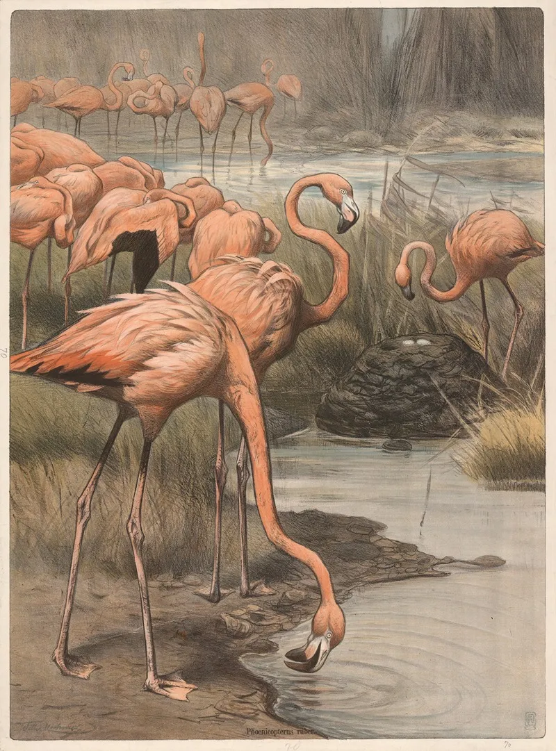 Flamingo 5 Wall Art by Wilhelm Kuhnert - High-Resolution Digital Print