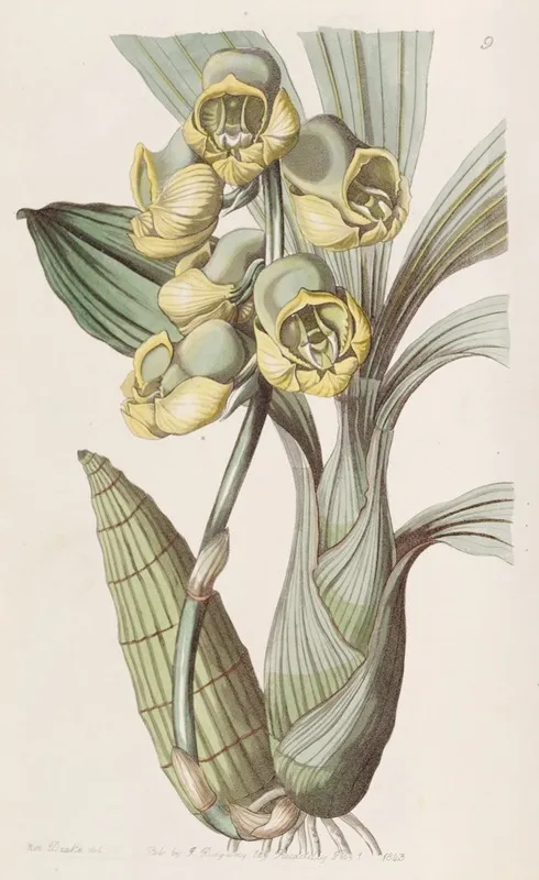 Flat Headed Catasetum Wall Art by Sydenham Edwards - High-Resolution Digital Print