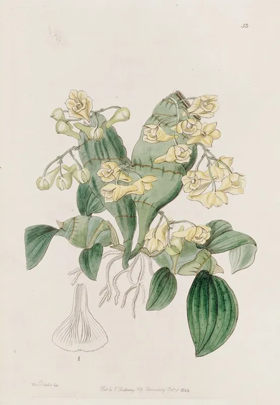 Flat Stemmed Dendrobium Wall Art by Sydenham Edwards - High-Resolution Digital Print