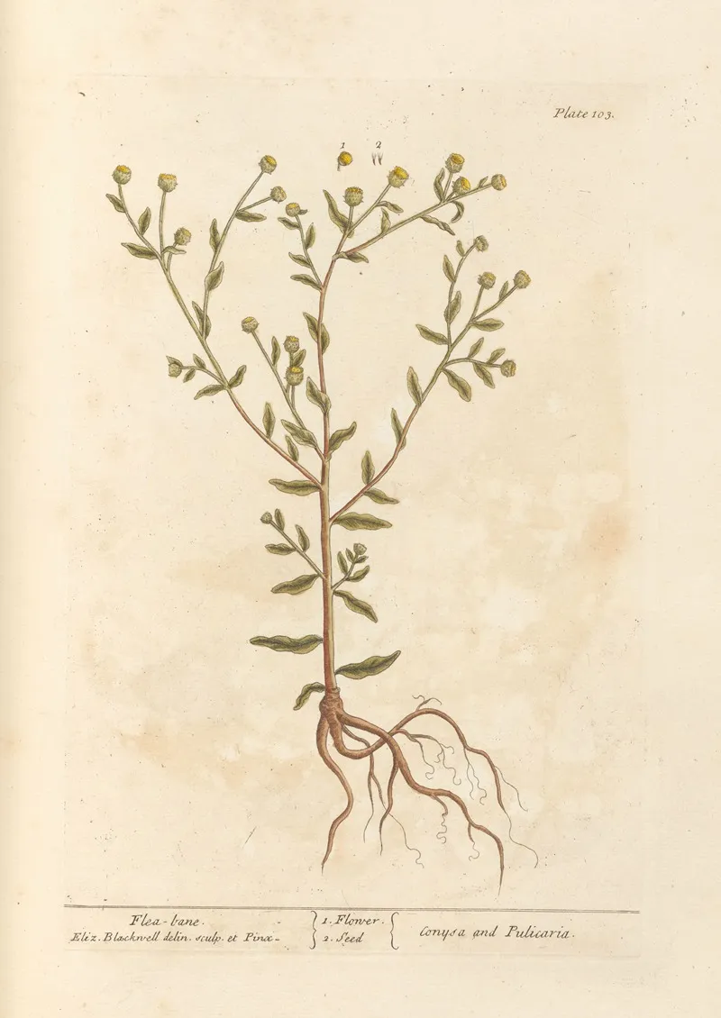 Flea Bane Wall Art by Elizabeth Blackwell - High-Resolution Digital Print