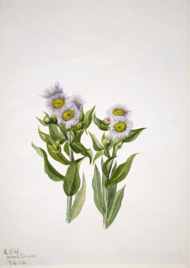Fleabane Erigeron Macranthus