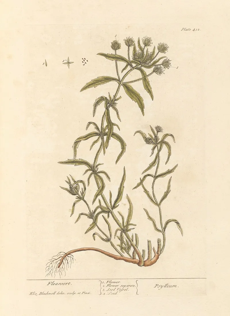 Fleawort Wall Art by Elizabeth Blackwell - High-Resolution Digital Print