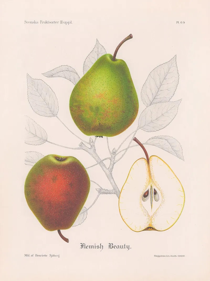 Flemish Beauty Wall Art by Henriette Sjöberg - High-Resolution Digital Print