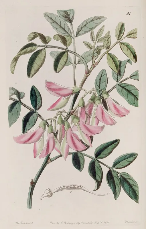 Flesh Coloured Glory Pea Wall Art by Sydenham Edwards - High-Resolution Digital Print