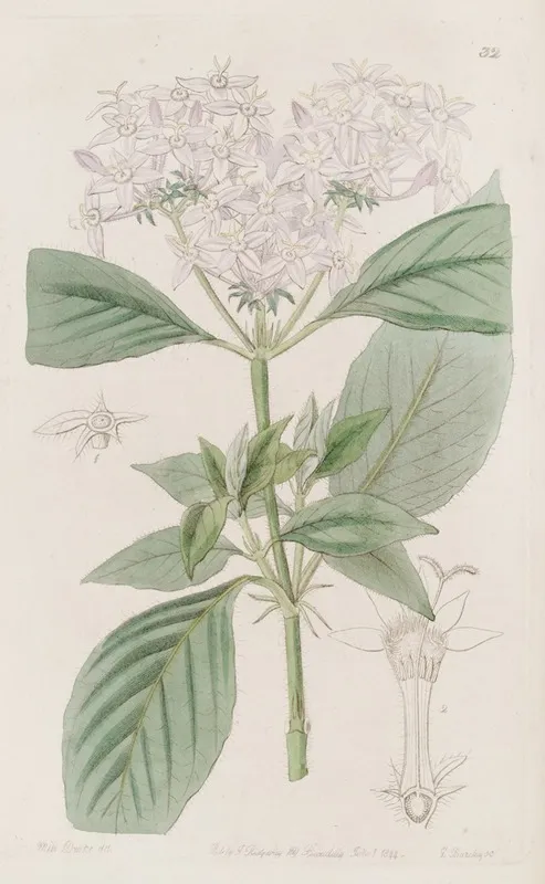 Flesh Coloured Pentas Wall Art by Sydenham Edwards - High-Resolution Digital Print
