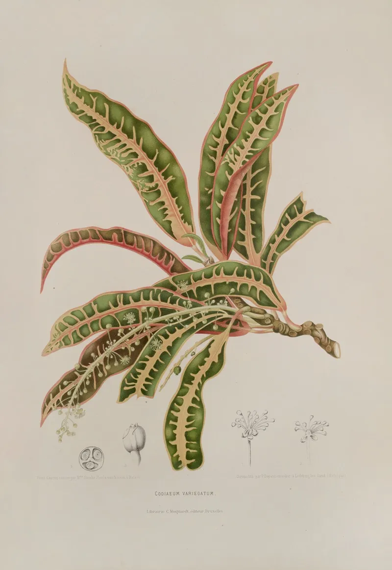 Fleurs Fruits Et Feuillages Choisis De Lille De Java Pl 01 Wall Art by Berthe Hoola van Nooten - High-Resolution Digital Print