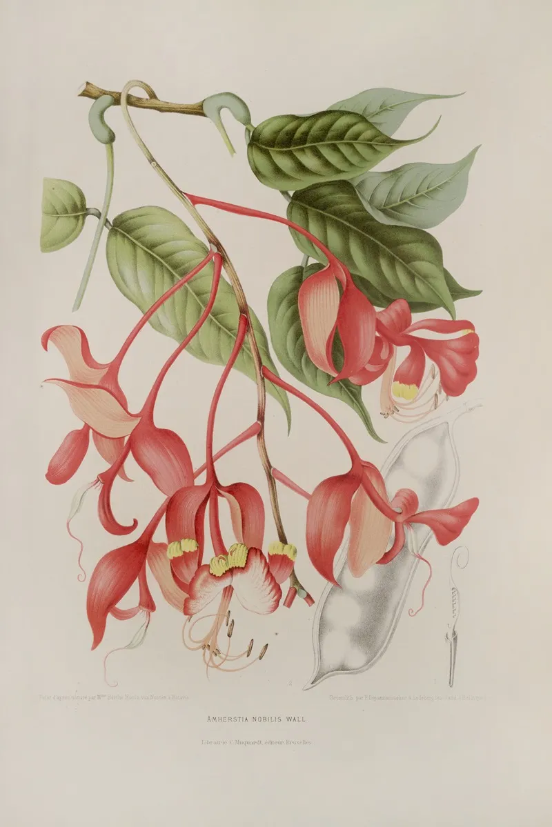 Fleurs Fruits Et Feuillages Choisis De Lille De Java Pl 02 Wall Art by Berthe Hoola van Nooten - High-Resolution Digital Print