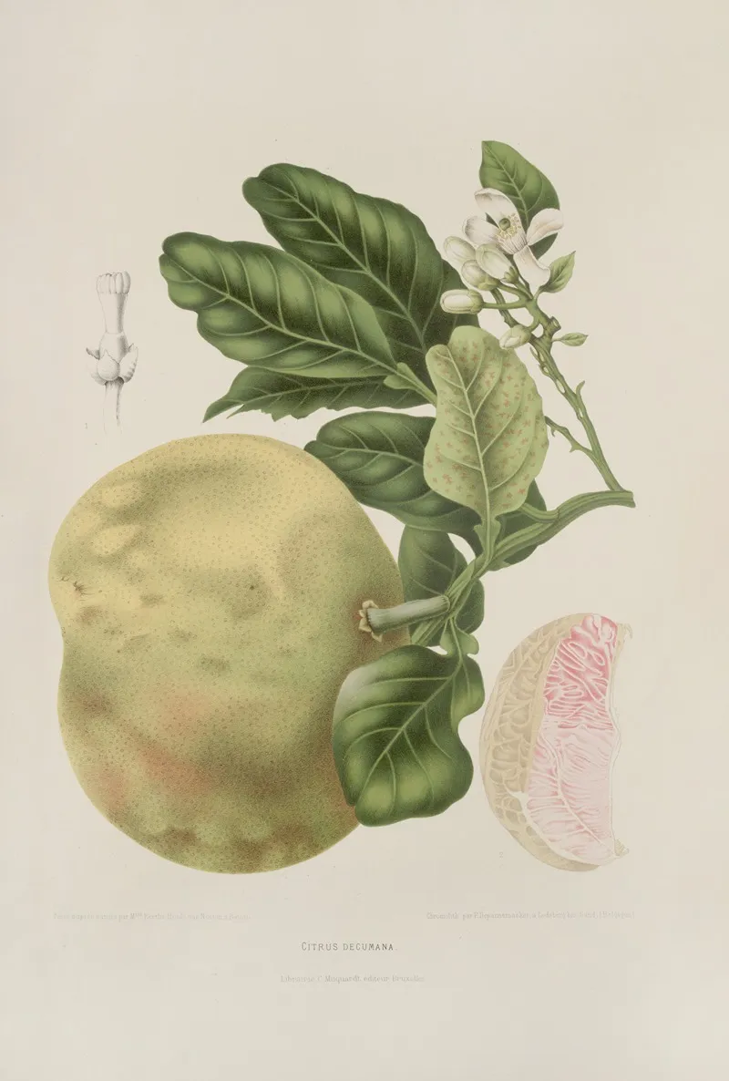 Fleurs Fruits Et Feuillages Choisis De Lille De Java Pl 03 Wall Art by Berthe Hoola van Nooten - High-Resolution Digital Print