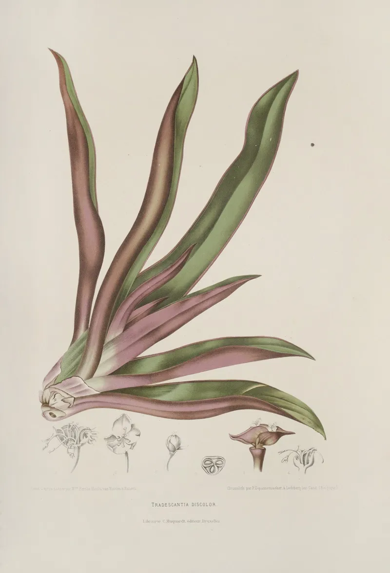 Fleurs Fruits Et Feuillages Choisis De Lille De Java Pl 05 Wall Art by Berthe Hoola van Nooten - High-Resolution Digital Print