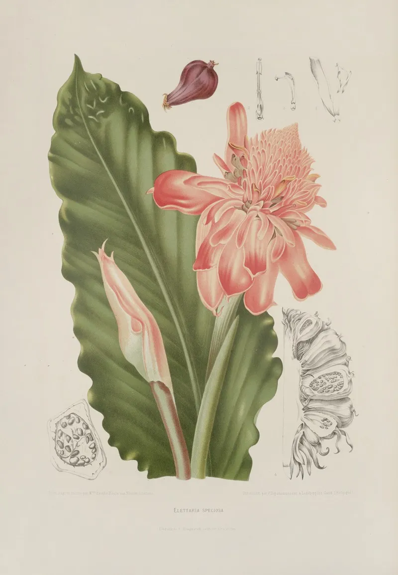 Fleurs Fruits Et Feuillages Choisis De Lille De Java Pl 06 Wall Art by Berthe Hoola van Nooten - High-Resolution Digital Print