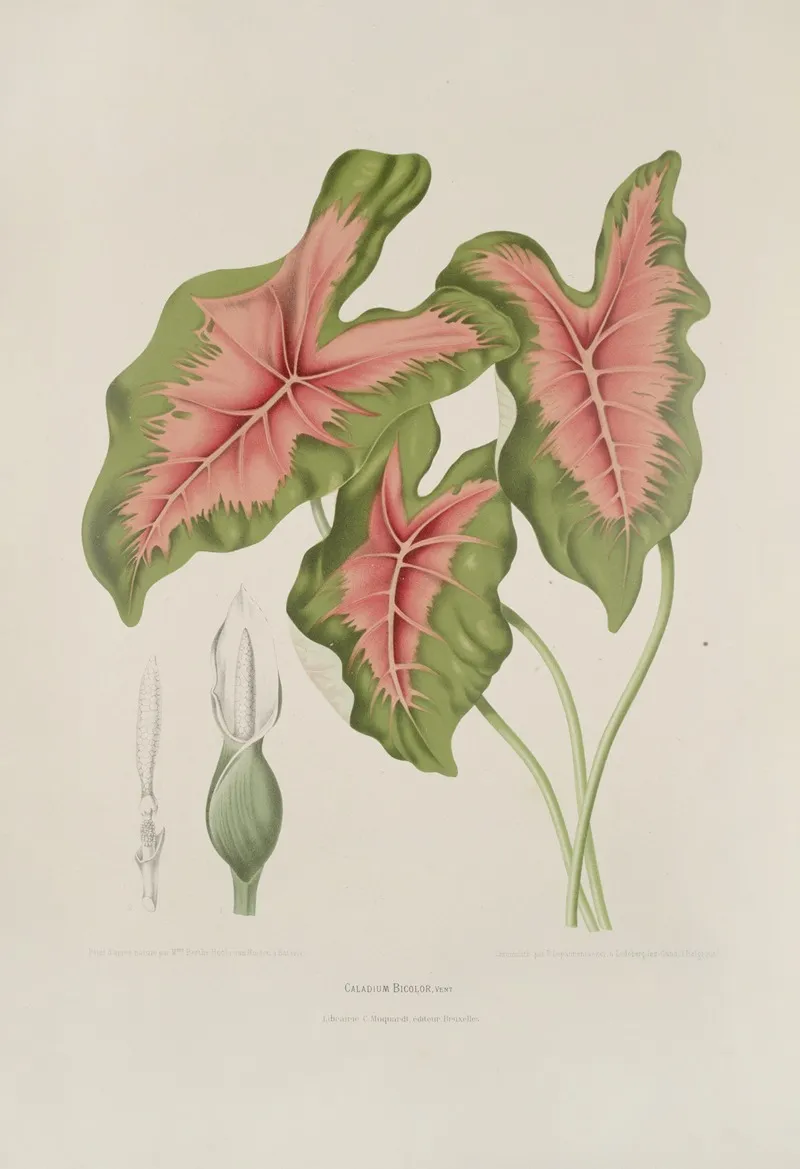 Fleurs Fruits Et Feuillages Choisis De Lille De Java Pl 09 Wall Art by Berthe Hoola van Nooten - High-Resolution Digital Print
