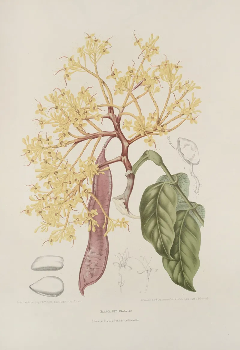 Fleurs Fruits Et Feuillages Choisis De Lille De Java Pl 10 Wall Art by Berthe Hoola van Nooten - High-Resolution Digital Print