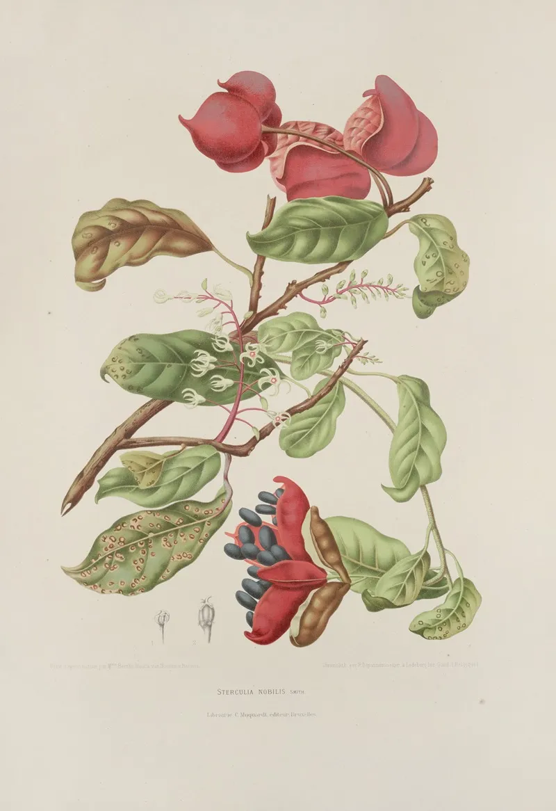 Fleurs Fruits Et Feuillages Choisis De Lille De Java Pl 11 Wall Art by Berthe Hoola van Nooten - High-Resolution Digital Print