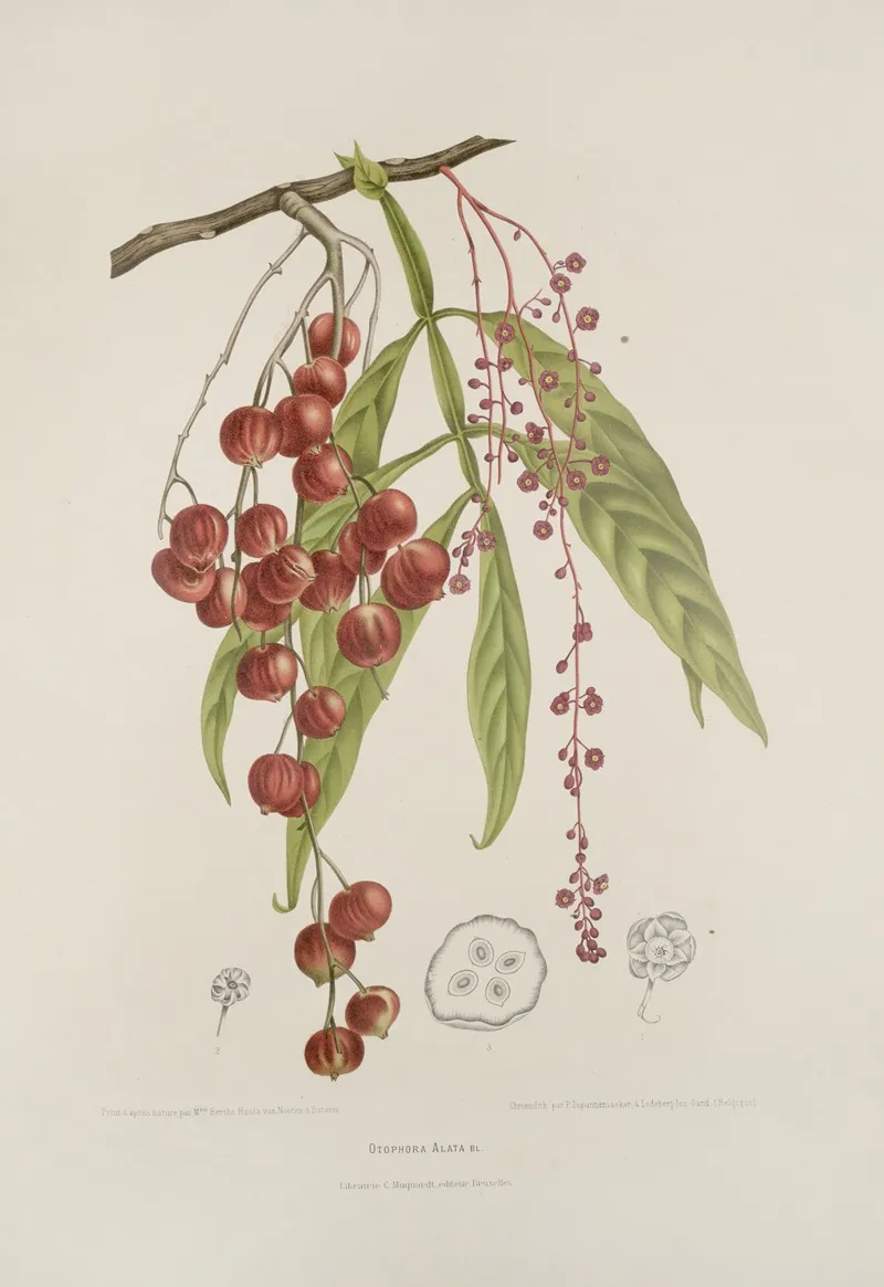 Fleurs Fruits Et Feuillages Choisis De Lille De Java Pl 12 Wall Art by Berthe Hoola van Nooten - High-Resolution Digital Print