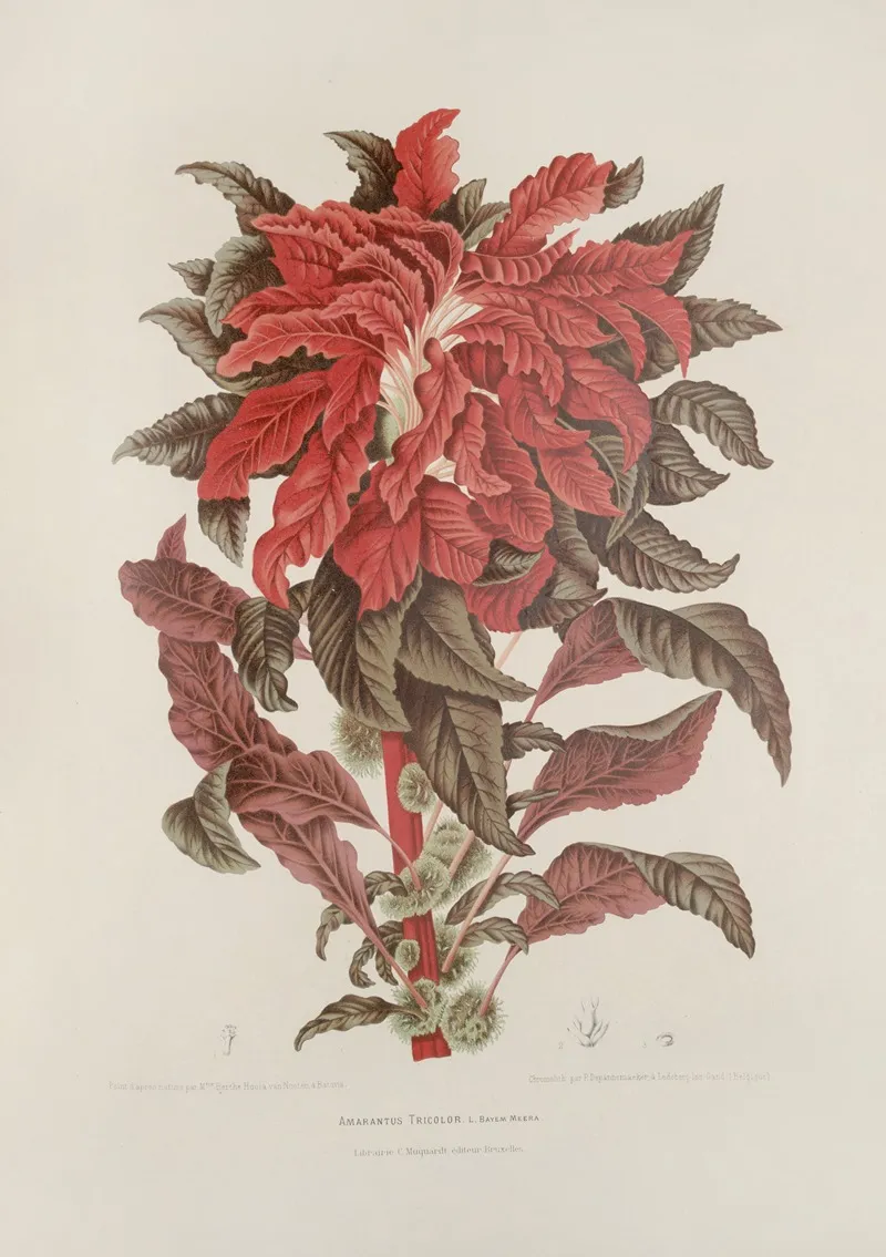 Fleurs Fruits Et Feuillages Choisis De Lille De Java Pl 13 Wall Art by Berthe Hoola van Nooten - High-Resolution Digital Print
