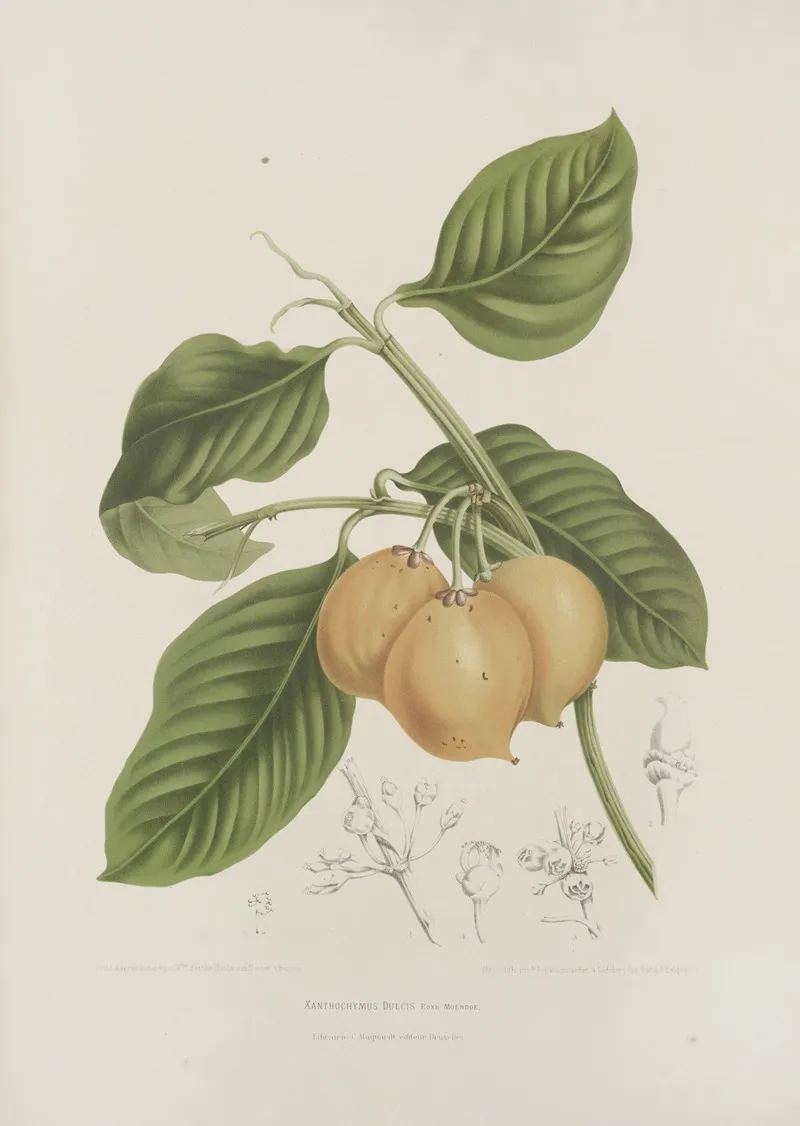 Fleurs Fruits Et Feuillages Choisis De Lille De Java Pl 15 Wall Art by Berthe Hoola van Nooten - High-Resolution Digital Print